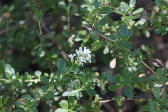 صورة Escallonia leucantha Remy