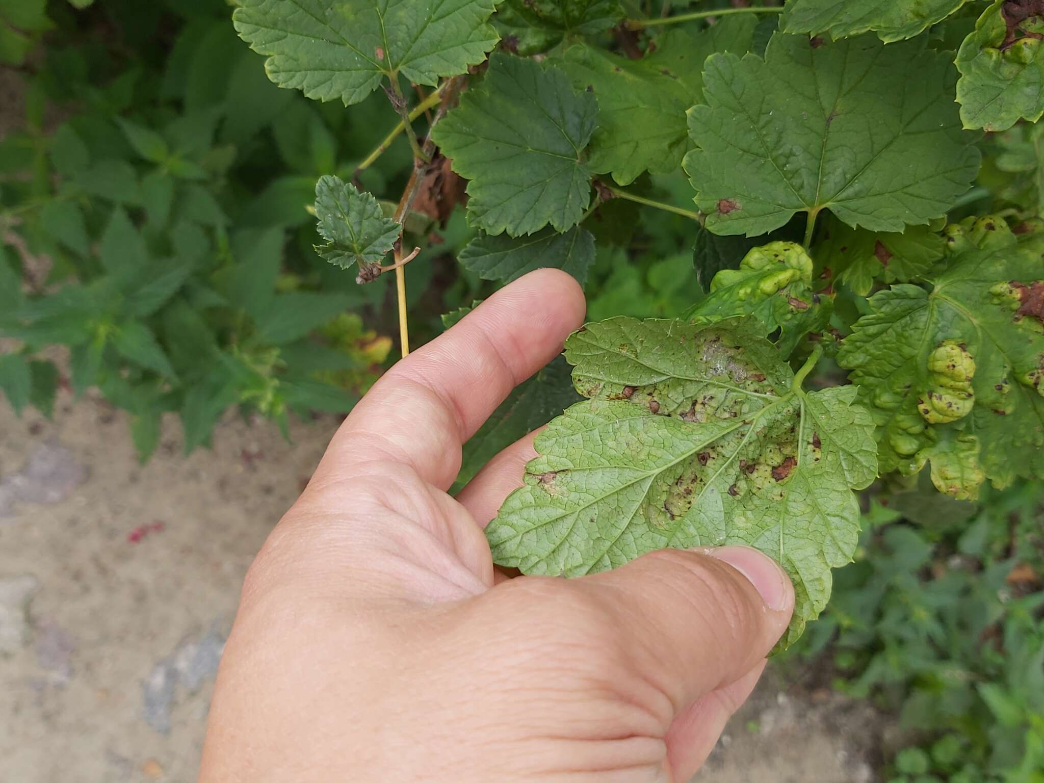 Image of redcurrant aphid