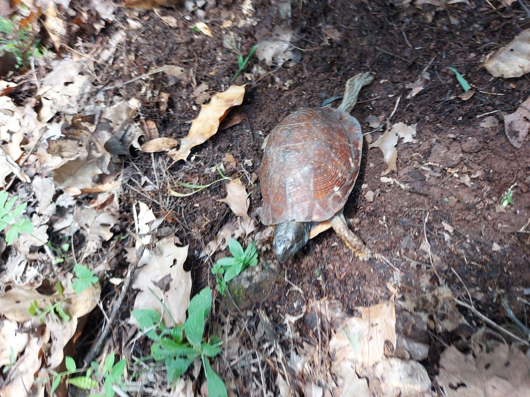 Image of Northern Spotted Box Turtle