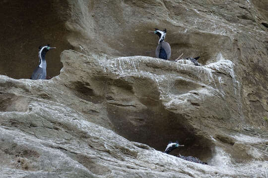 Image of Spotted Shag