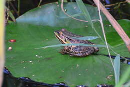 Plancia ëd Pelophylax bergeri (Günther ex Engelmann, Fritzsche, Günther & Obst 1986)