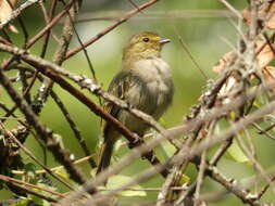 Image of Golden-faced Tyrannulet