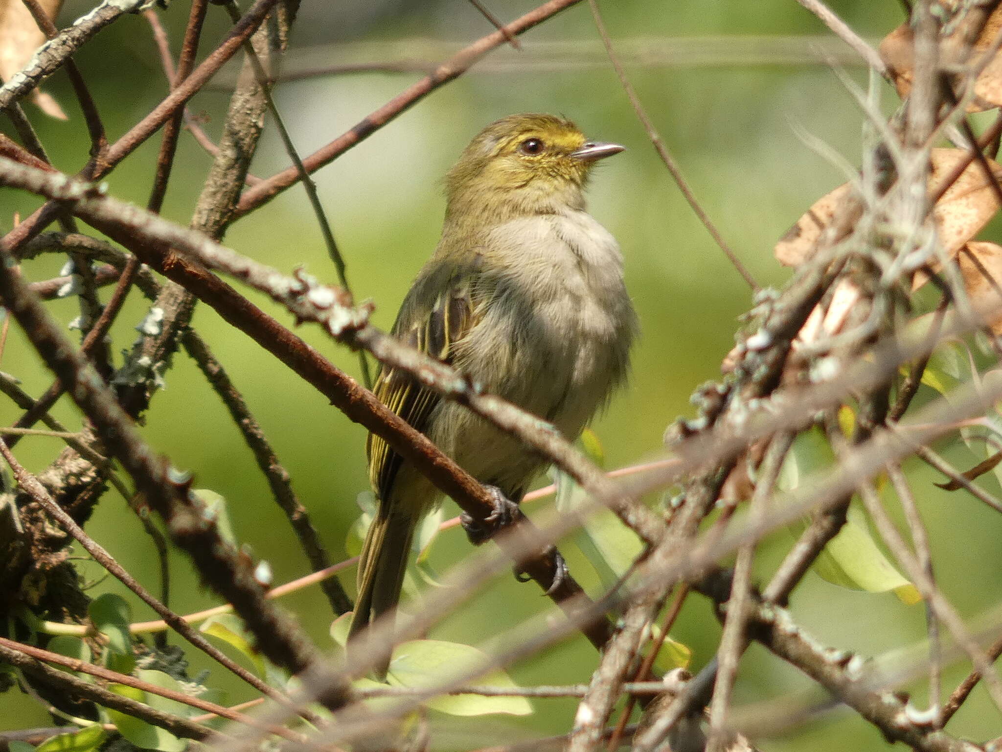 Image of Golden-faced Tyrannulet