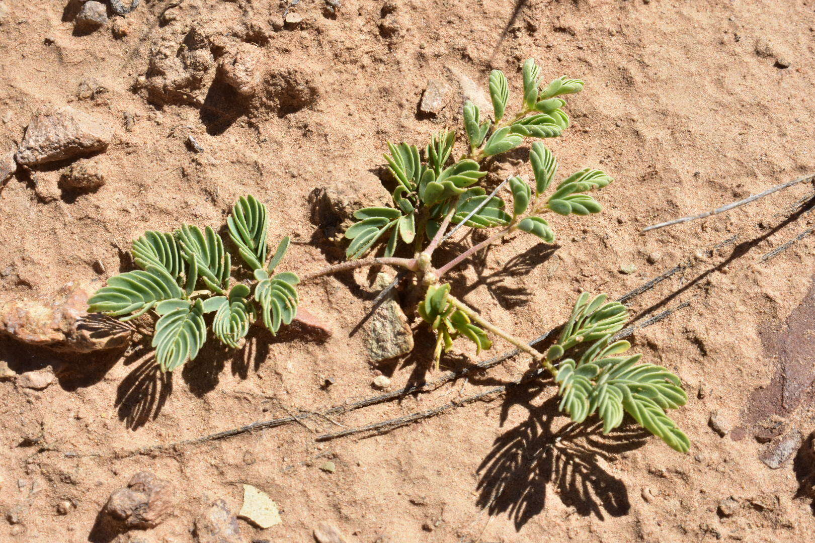 Plancia ëd Hoffmannseggia repens (Eastw.) Cockerell