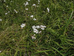 Imagem de Dianthus monspessulanus L.