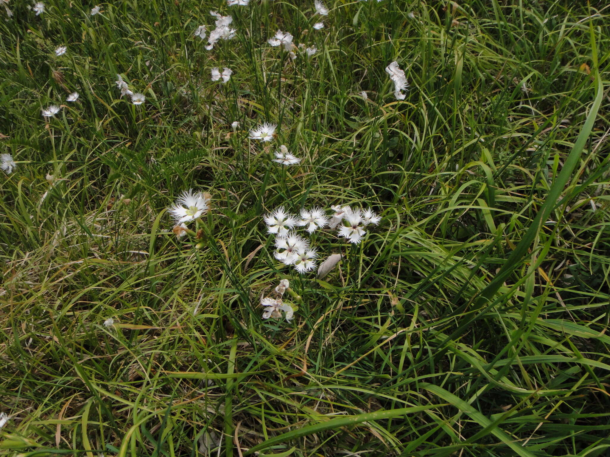 Imagem de Dianthus monspessulanus L.