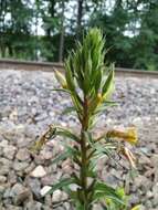 Oenothera rubricaulis Klebahn resmi