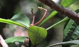 Image of Zygogynum semecarpoides (F. Müll.) W. Vink