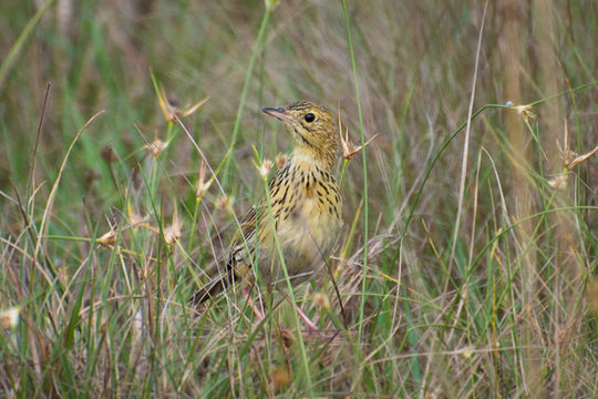Image of Ochre-breasted Pipit