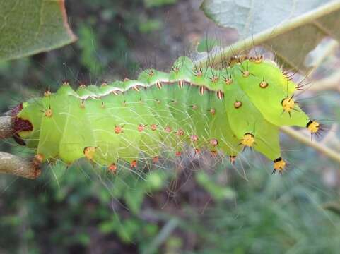 Image of Actias gnoma (Butler 1877)