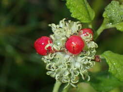 Image of Varronia globosa Jacq.