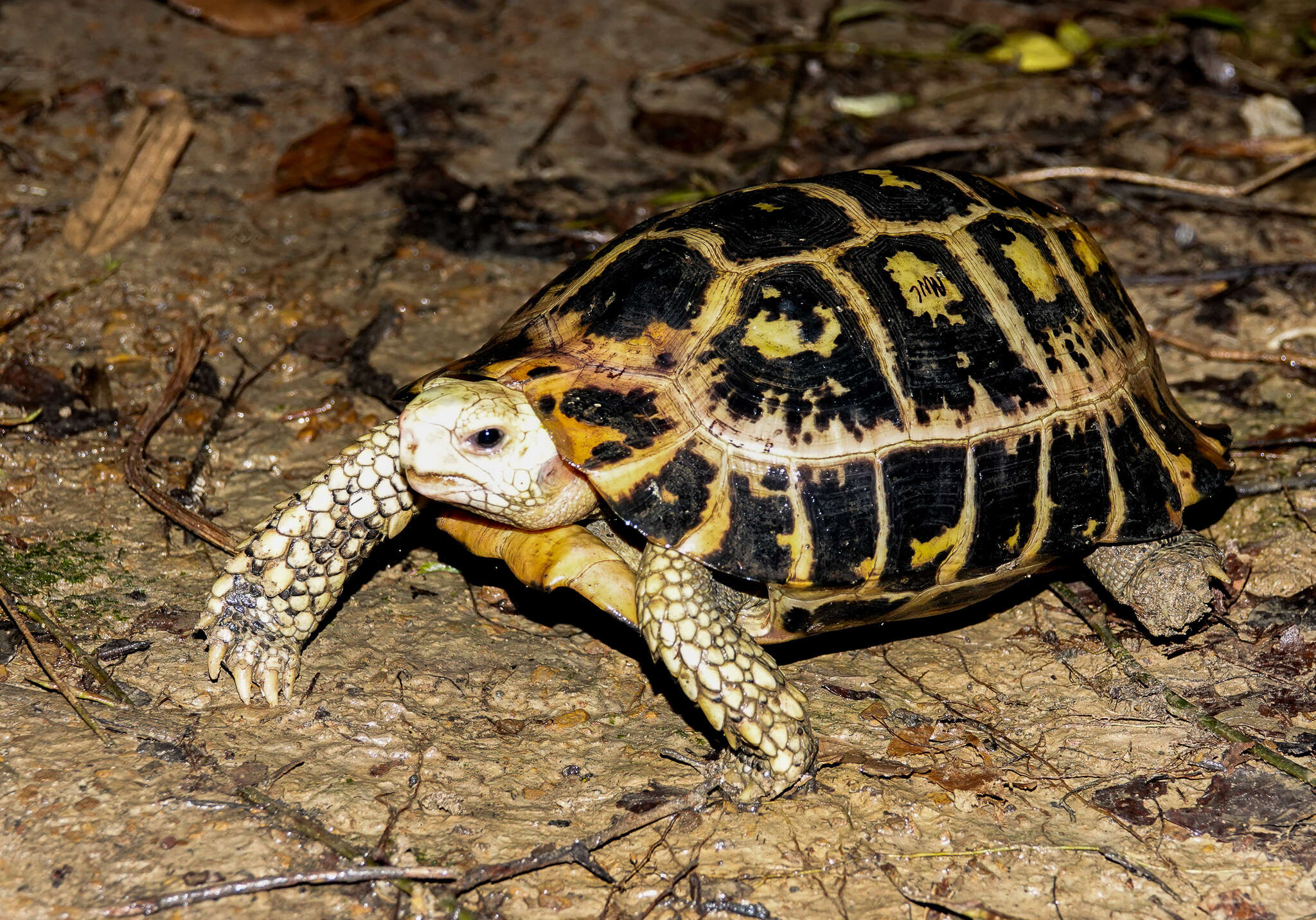 Plancia ëd Indotestudo