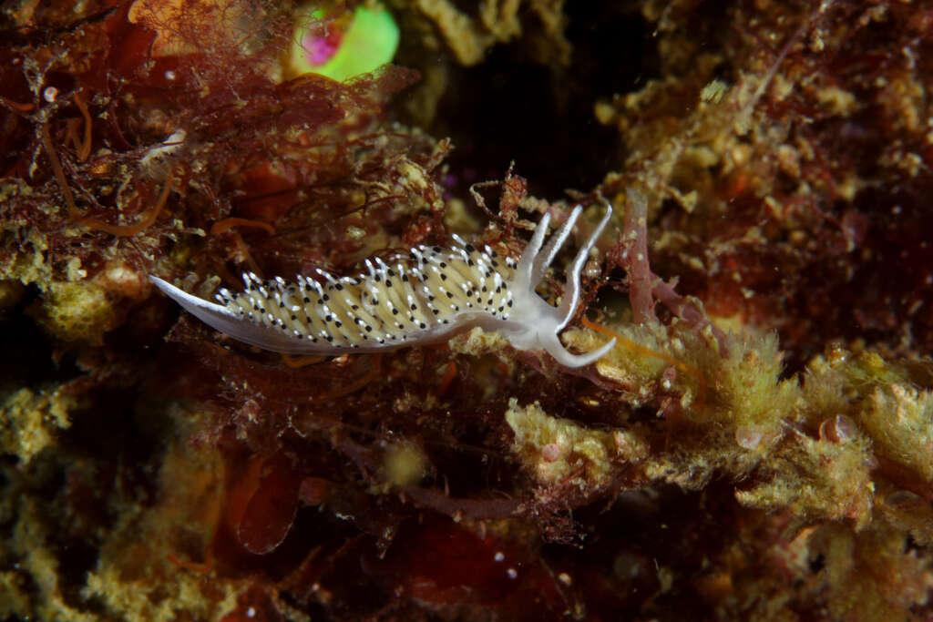 Image of Caloria elegans (Alder & Hancock 1845)