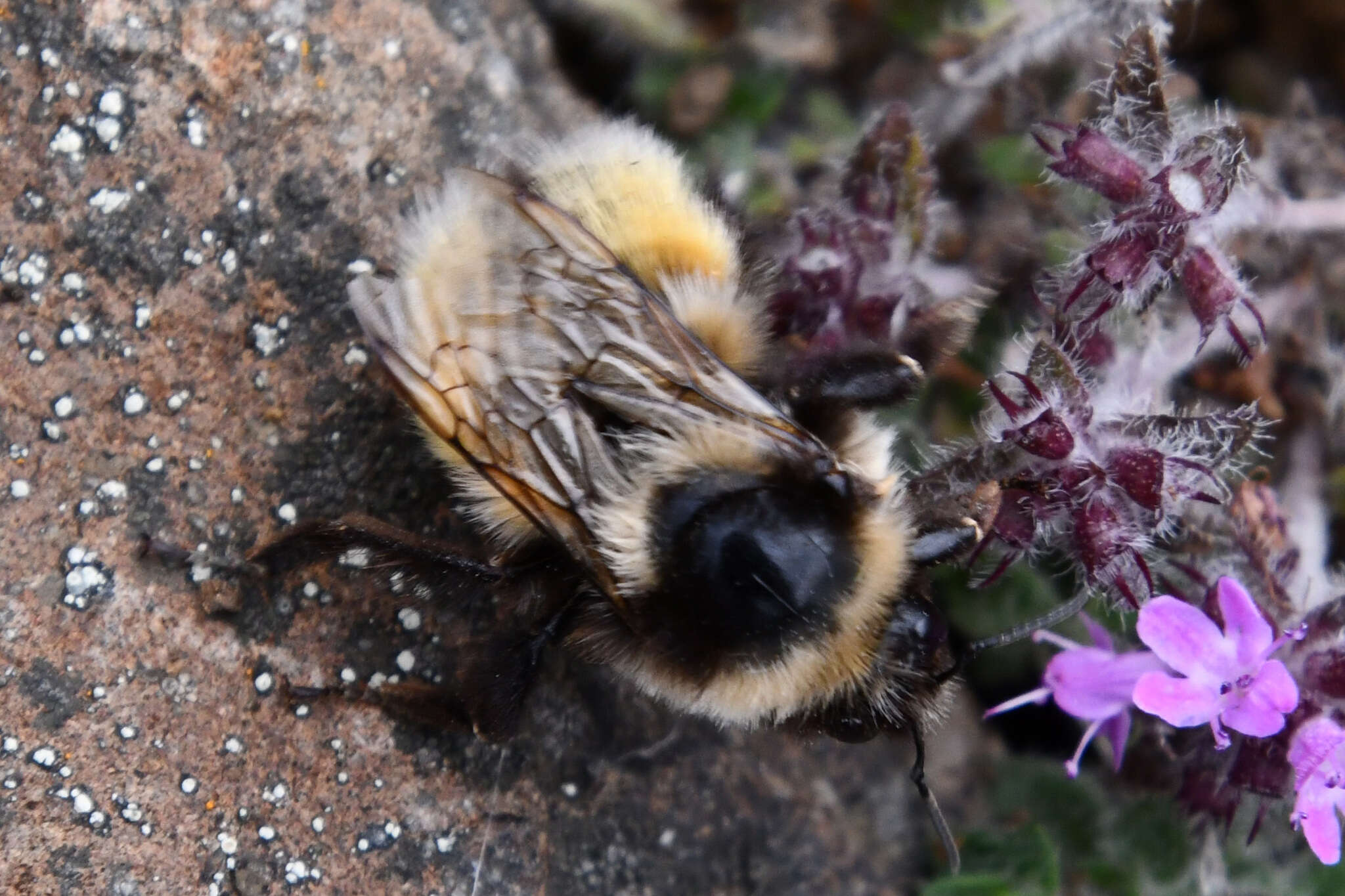 Слика од Bombus lapponicus (Fabricius 1793)