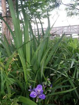 Image of zigzag iris