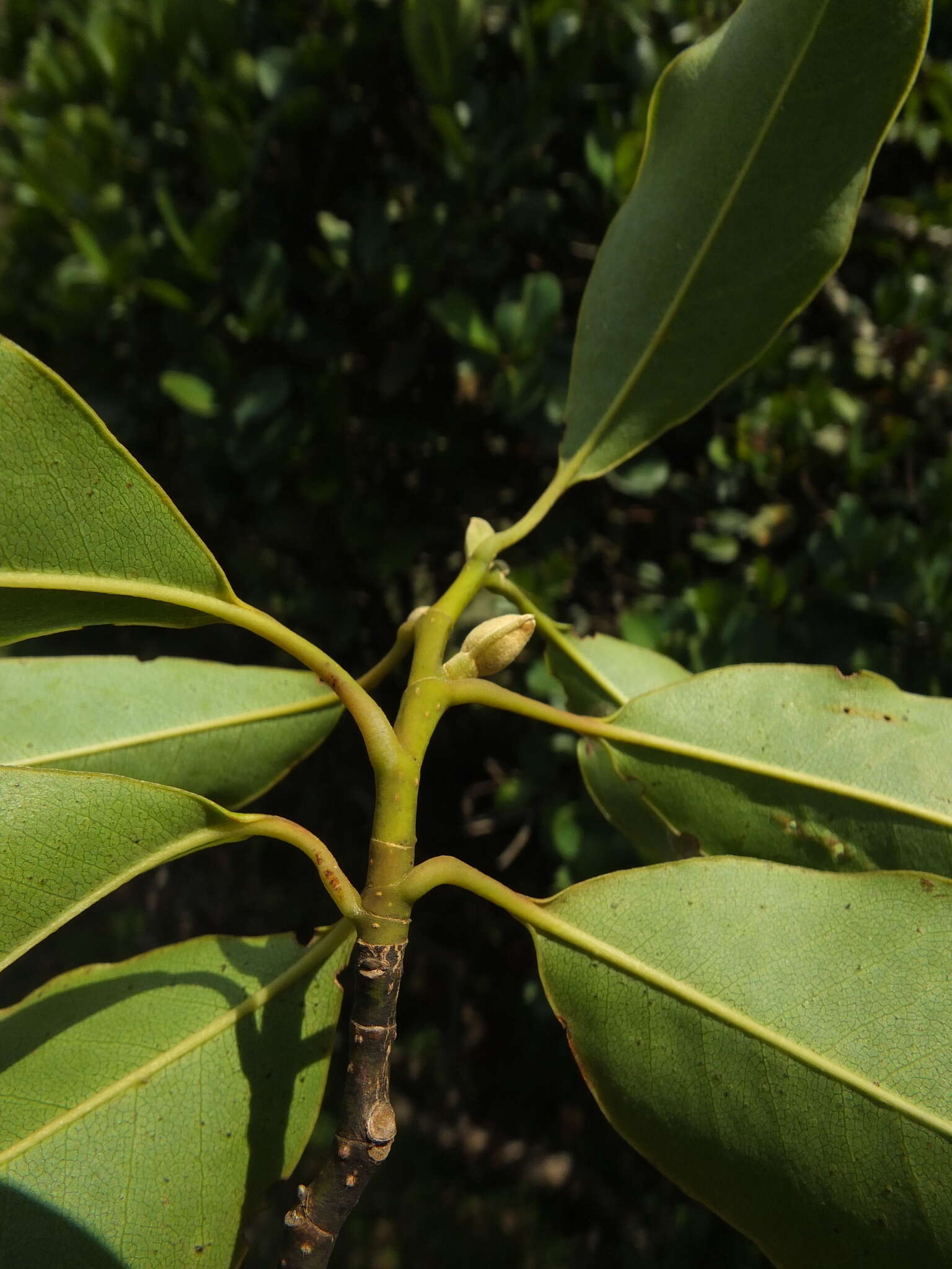 Image of Magnolia nilagirica (Zenker) Figlar
