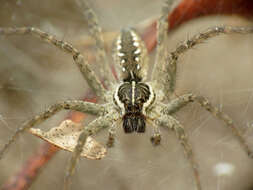 Image of Sosippus californicus Simon 1898