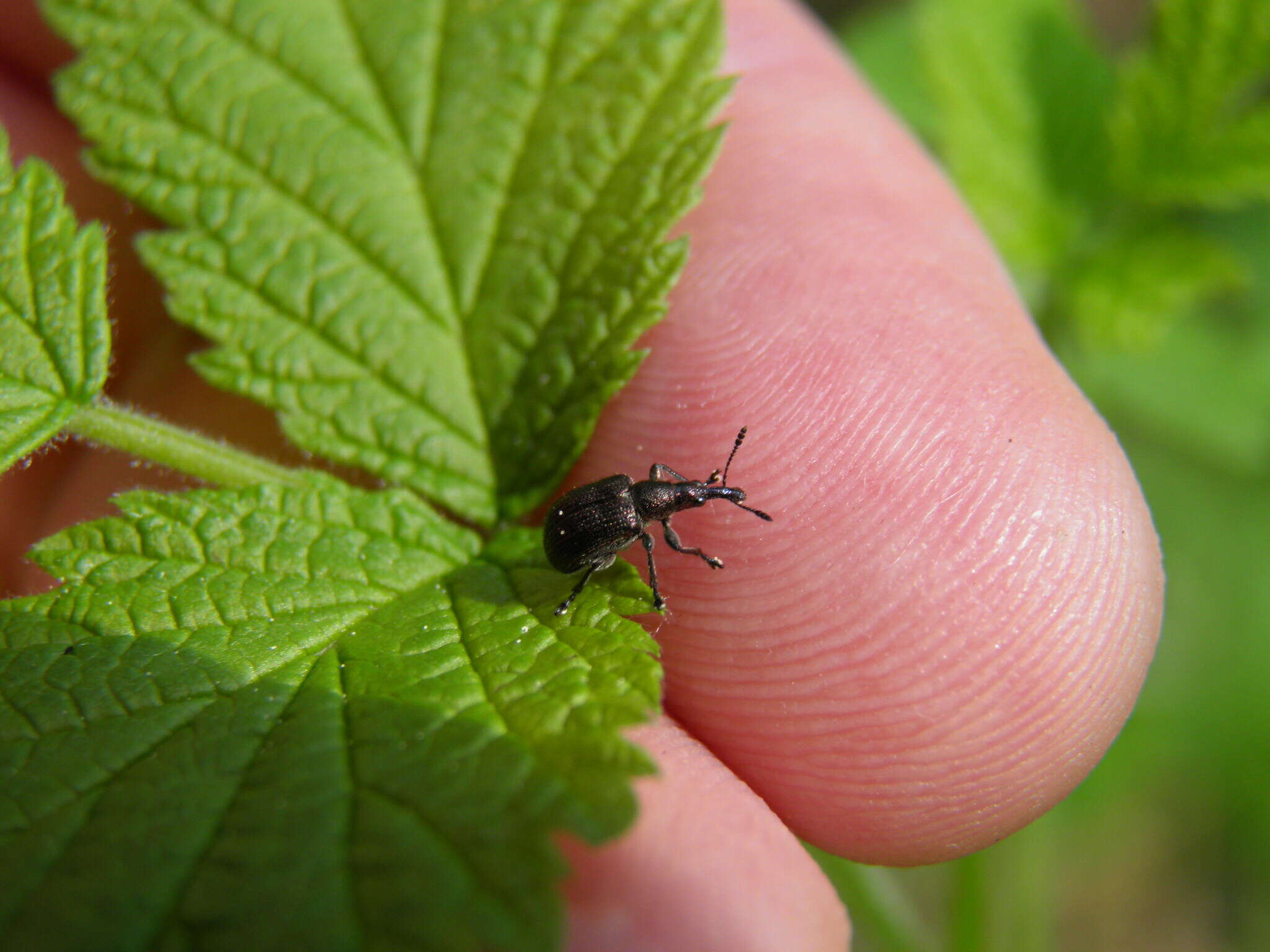 Image of Plum Borer