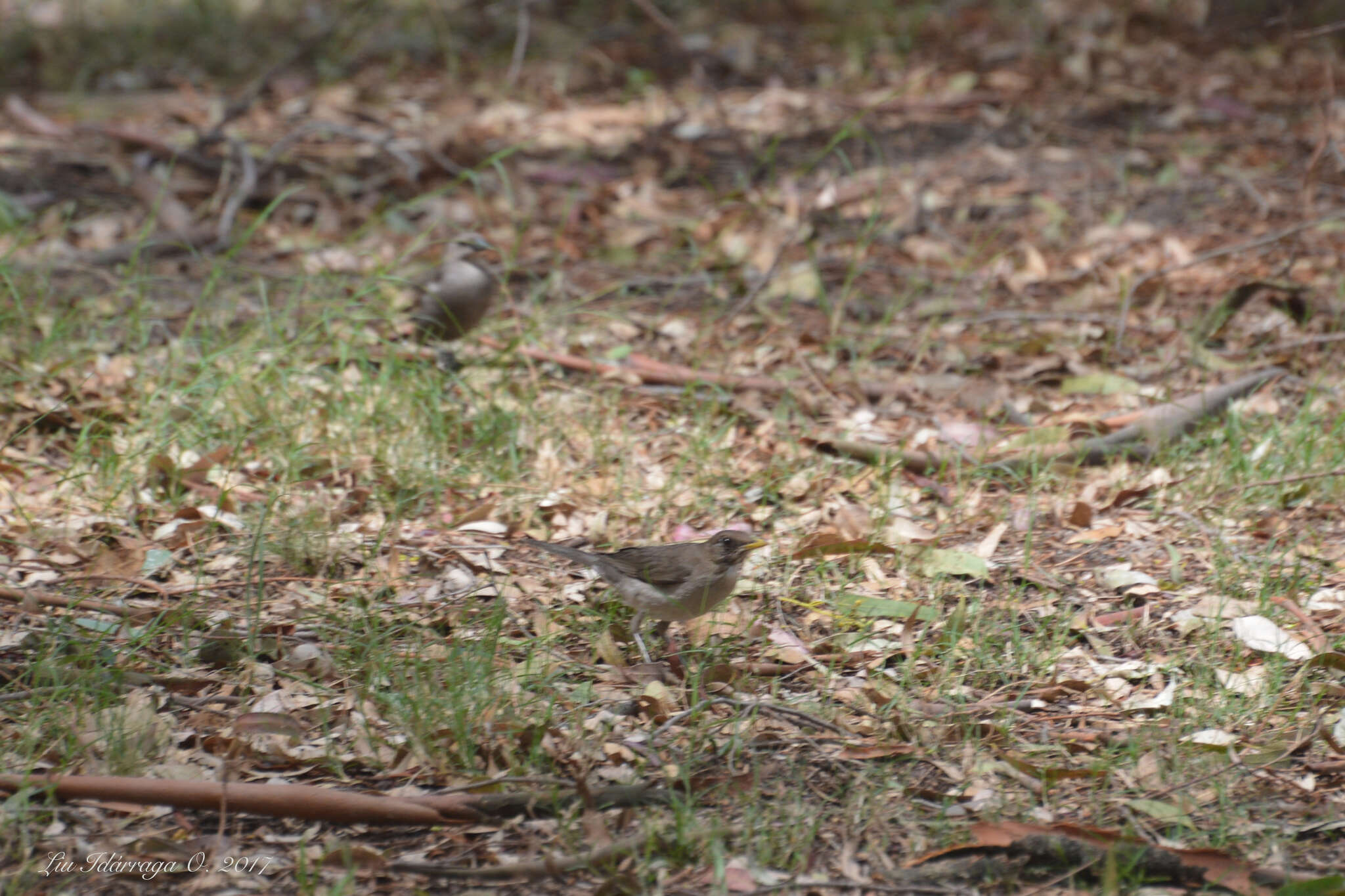 Image of Creamy-bellied Thrush