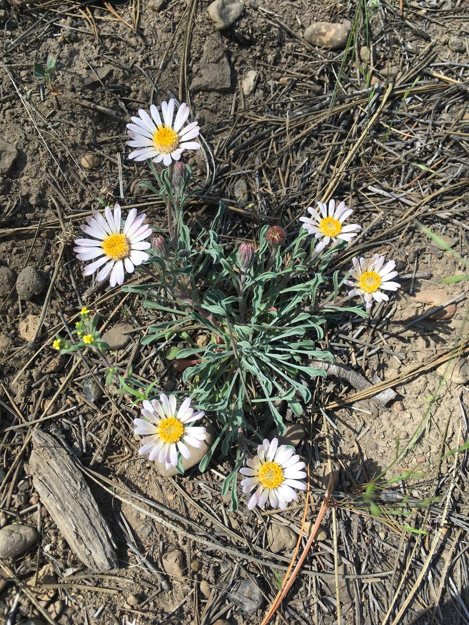 Image of Townsendia florifera (Hook.) A. Gray