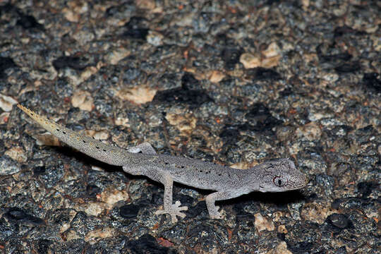 Image of Northern Spiny-tailed Gecko