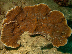 Image of Crispy Crust Coral