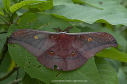 Image de Antheraea assamensis (Helfer 1837)