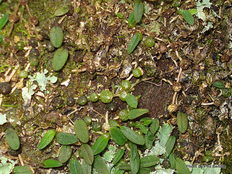 Image of Pygmy tree orchid