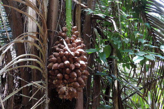 Image of cohune palm