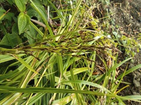 Scleria sieberi Nees resmi