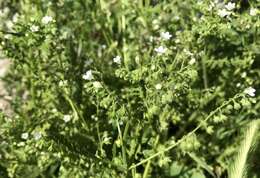 Image de Eucrypta chrysanthemifolia (Benth.) Greene