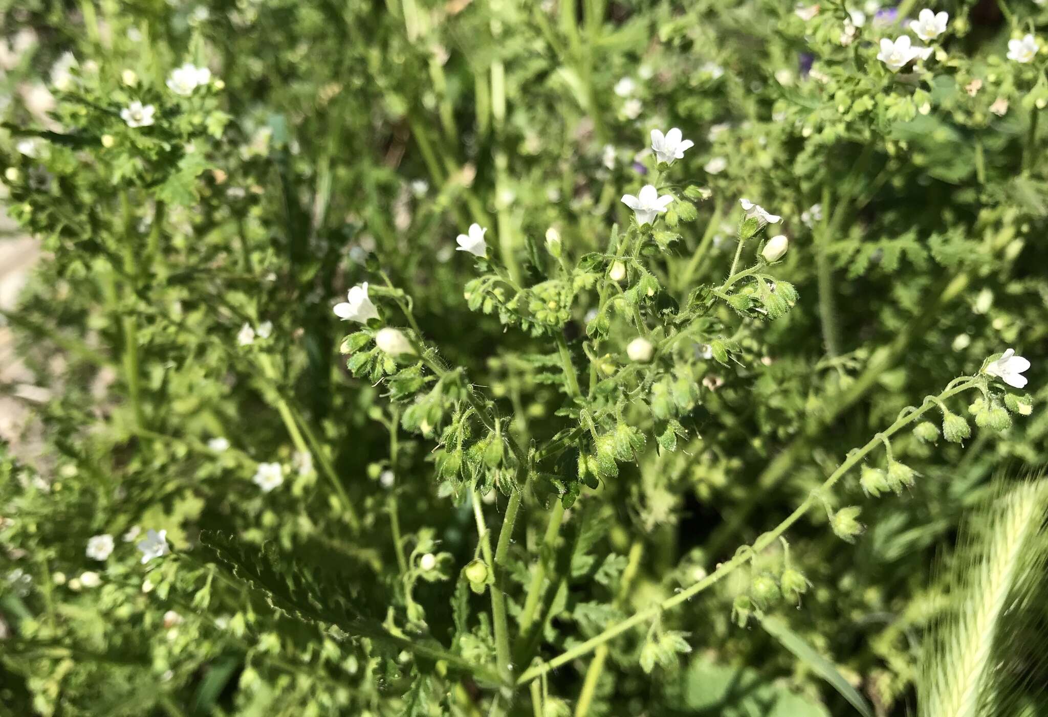 Image de Eucrypta chrysanthemifolia (Benth.) Greene