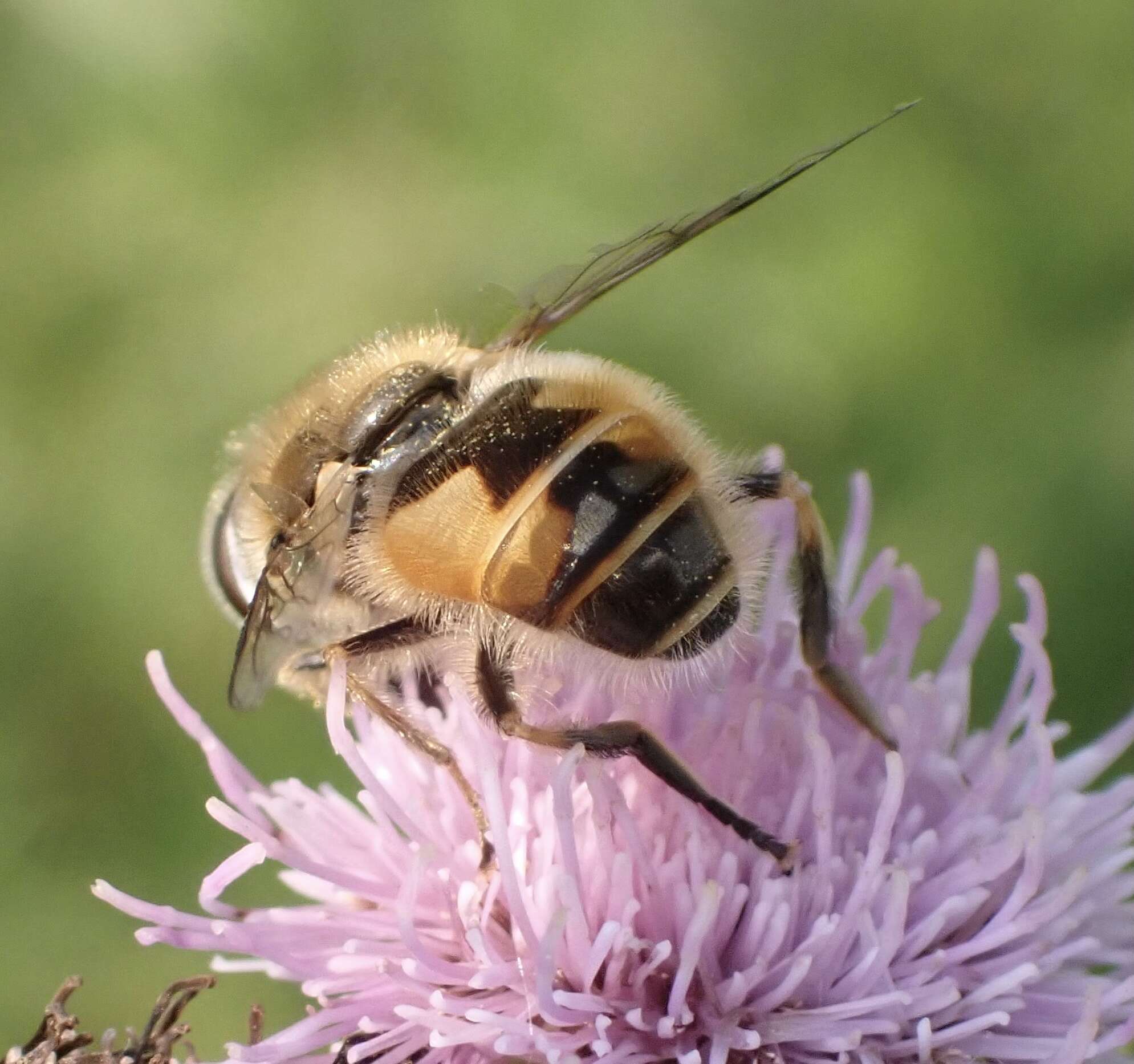 Image of Eristalis abusivus Collin 1931