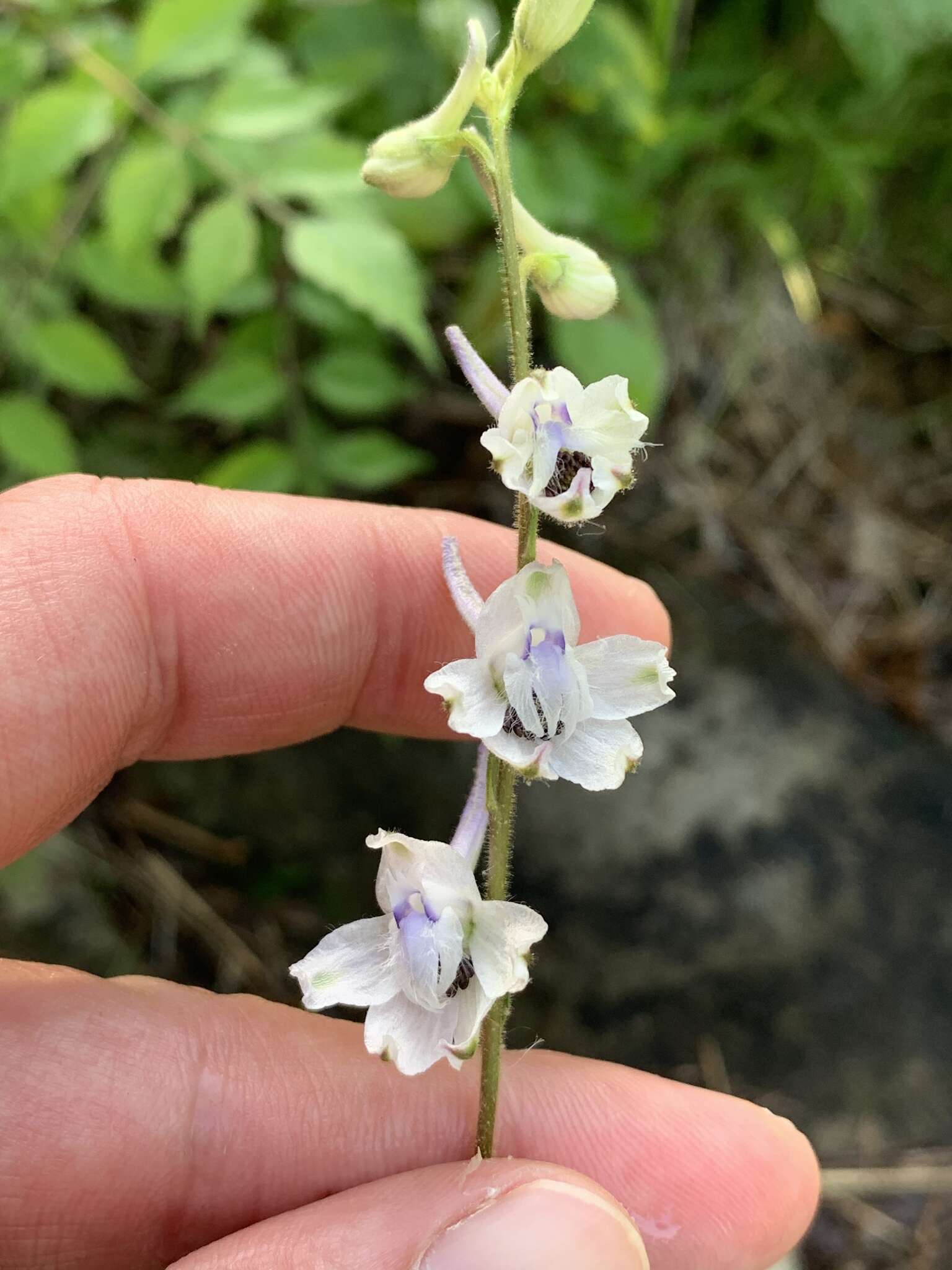 Delphinium carolinianum subsp. calciphilum M. J. Warnock的圖片