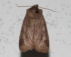 Image of Crocigrapha