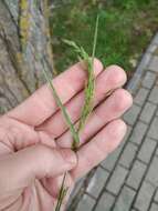 Image of narrow-leaved meadow-grass