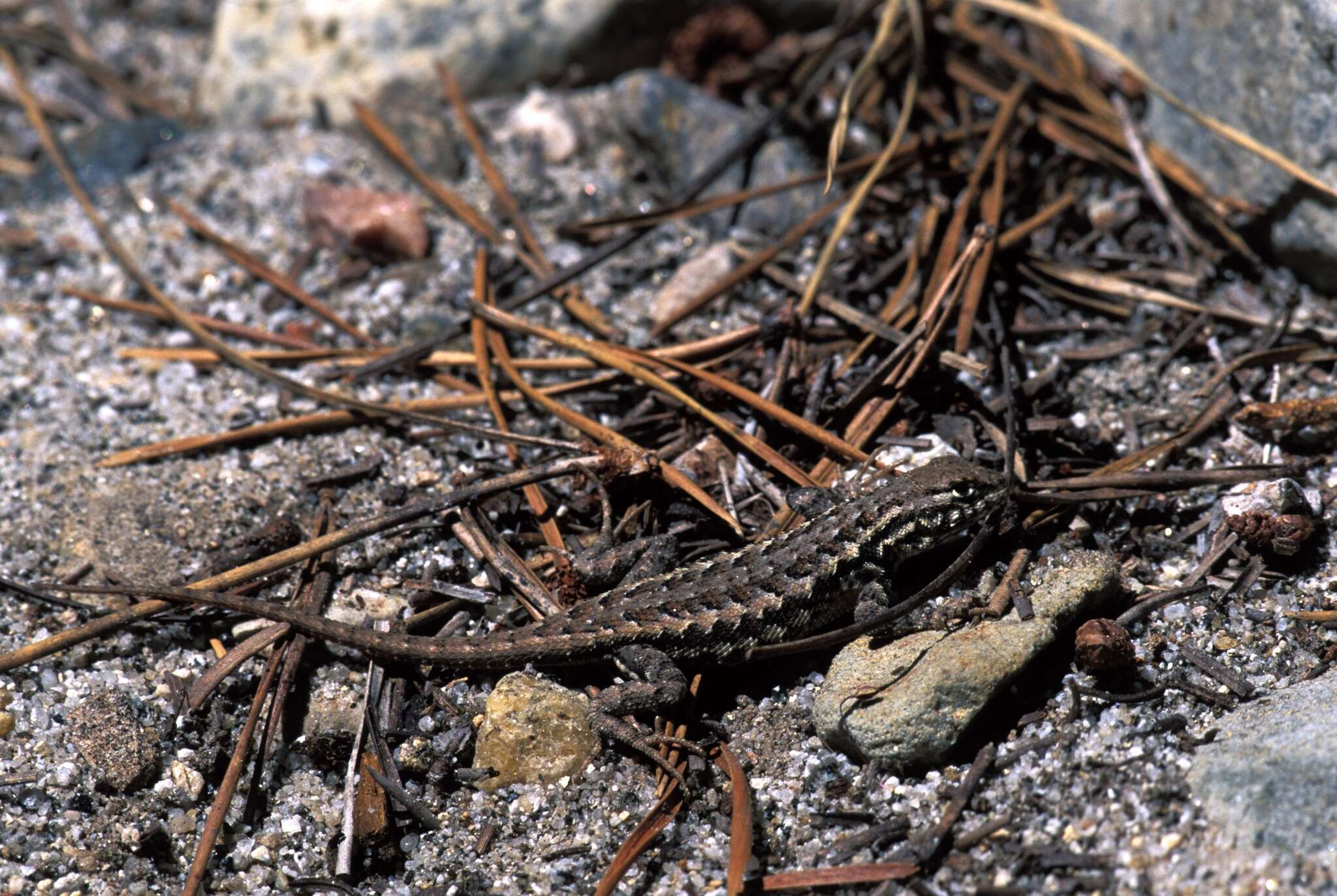 Image of Mountain Swift