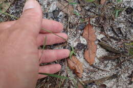 Слика од Spiranthes tuberosa Raf.