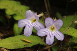 Streptocarpus formosus (Hilliard & B. L. Burtt) T. J. Edwards resmi