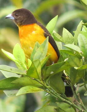 Image of Flame-rumped Tanager