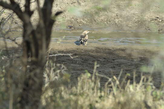 Image of Tawny Eagle