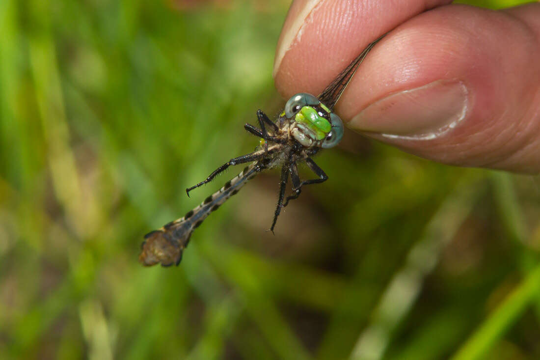 صورة Ophiogomphus susbehcha Vogt & Smith 1993