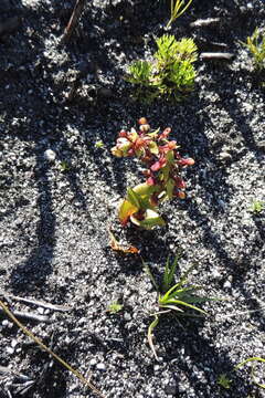 Image de Satyrium pygmaeum Sond.