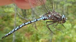 Image of Zigzag Darner