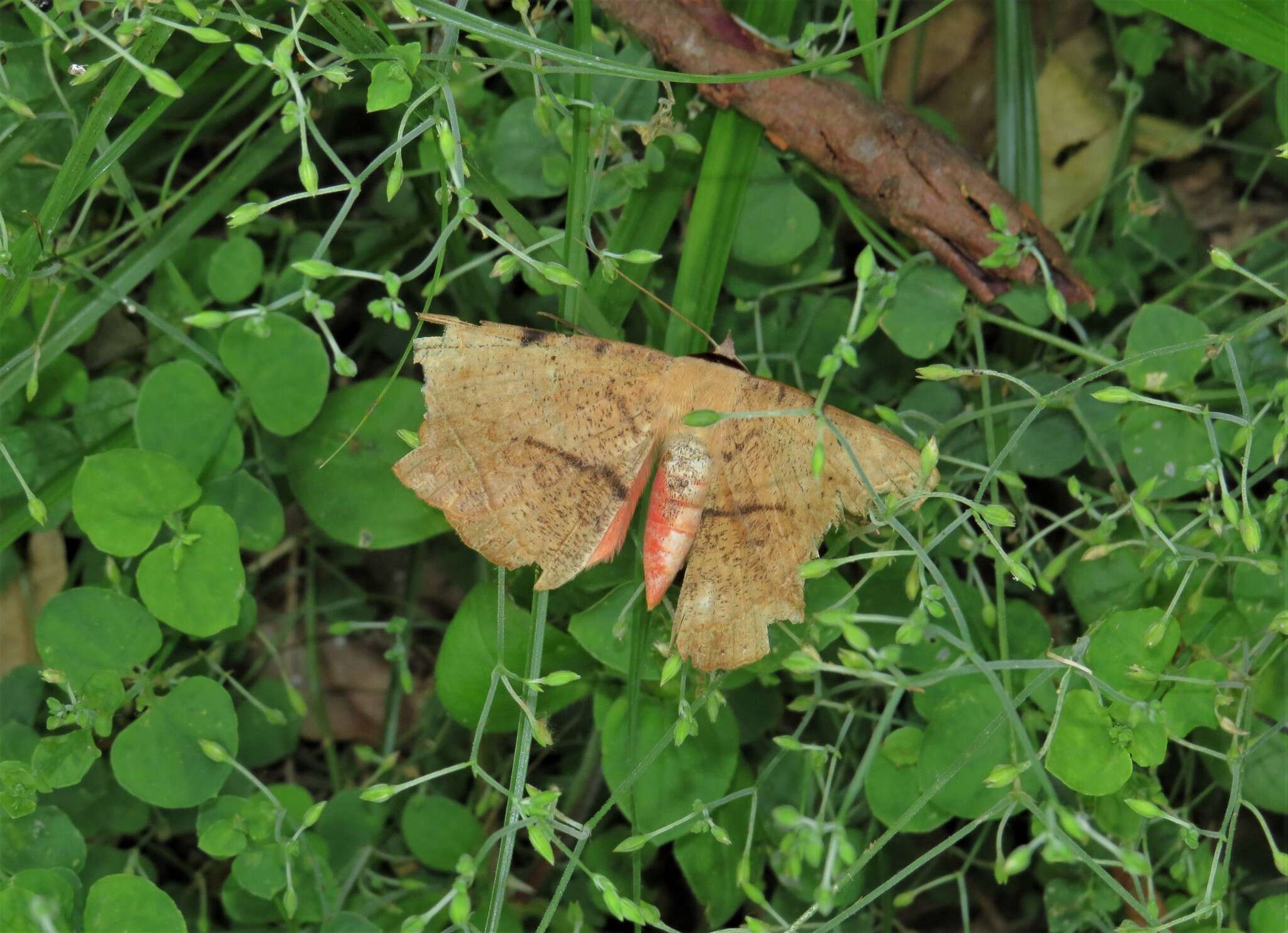 Drymaria cordata subsp. diandra (Bl.) J. A. Duke resmi