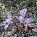 Image de Colchicum decaisnei Boiss.