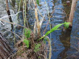 Image of cowhorn orchid