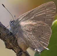 Image of Gold-hunters Hairstreak