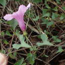 Image of Ipomoea papilio Hall. fil.