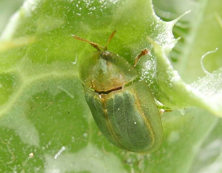 Image of Cassida (Cassida) deflorata Suffrian 1844